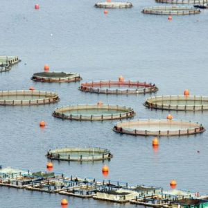 Υδατοκαλλιέργεια: Μικρότερη η «ψαριά» το 2024 – Τι δείχνουν τα στοιχεία