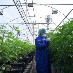 Γερμανία: Έρχεται η νομιμοποίηση της κάνναβης και σαρωτικές μεταρρυθμίσεις