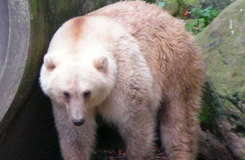 Η κλιματική αλλαγή δημιουργεί παράξενα υβρίδια πολικής και καφέ αρκούδας