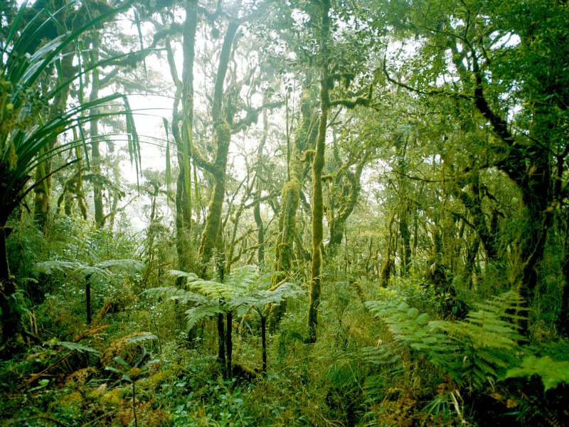 Μπελίζ: Γιατί περιβαλλοντικές οργανώσεις αγόρασαν τροπικό δάσος
