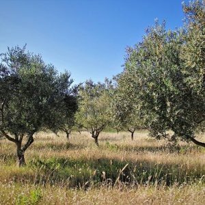 Ελιά: Ερευνητικό έργο για έγκαιρη διάγνωση και διαχείριση δύο ασθενειών