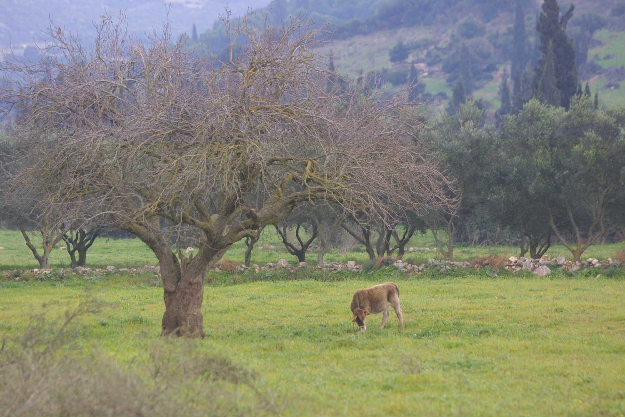 Εξισωτική Αποζημίωση : Έρχεται η νέα Πρόσκληση για το 2021