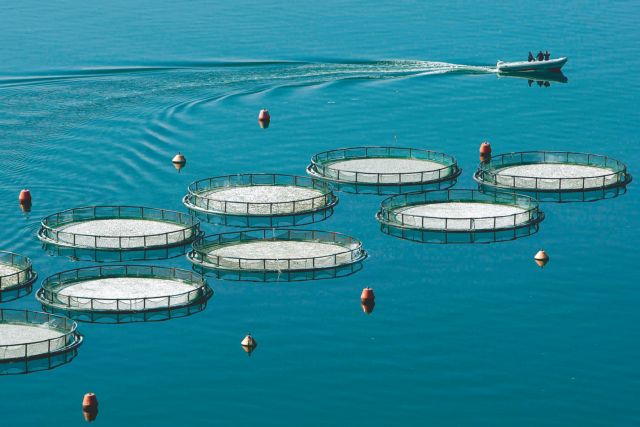 Greek fish farming speaks… Spanish