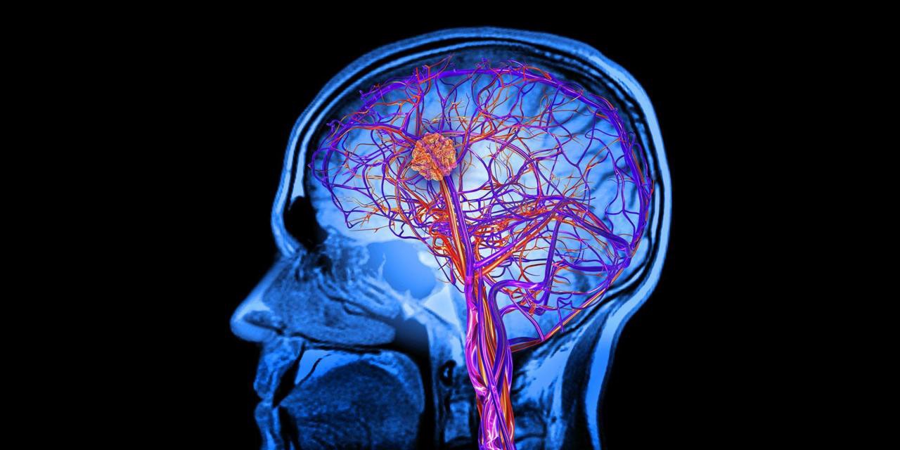 Νευροεπιστήμη: Ο ανθρώπινος εγκέφαλος αναπτύσσει θερμοκρασίες «καύσωνα»