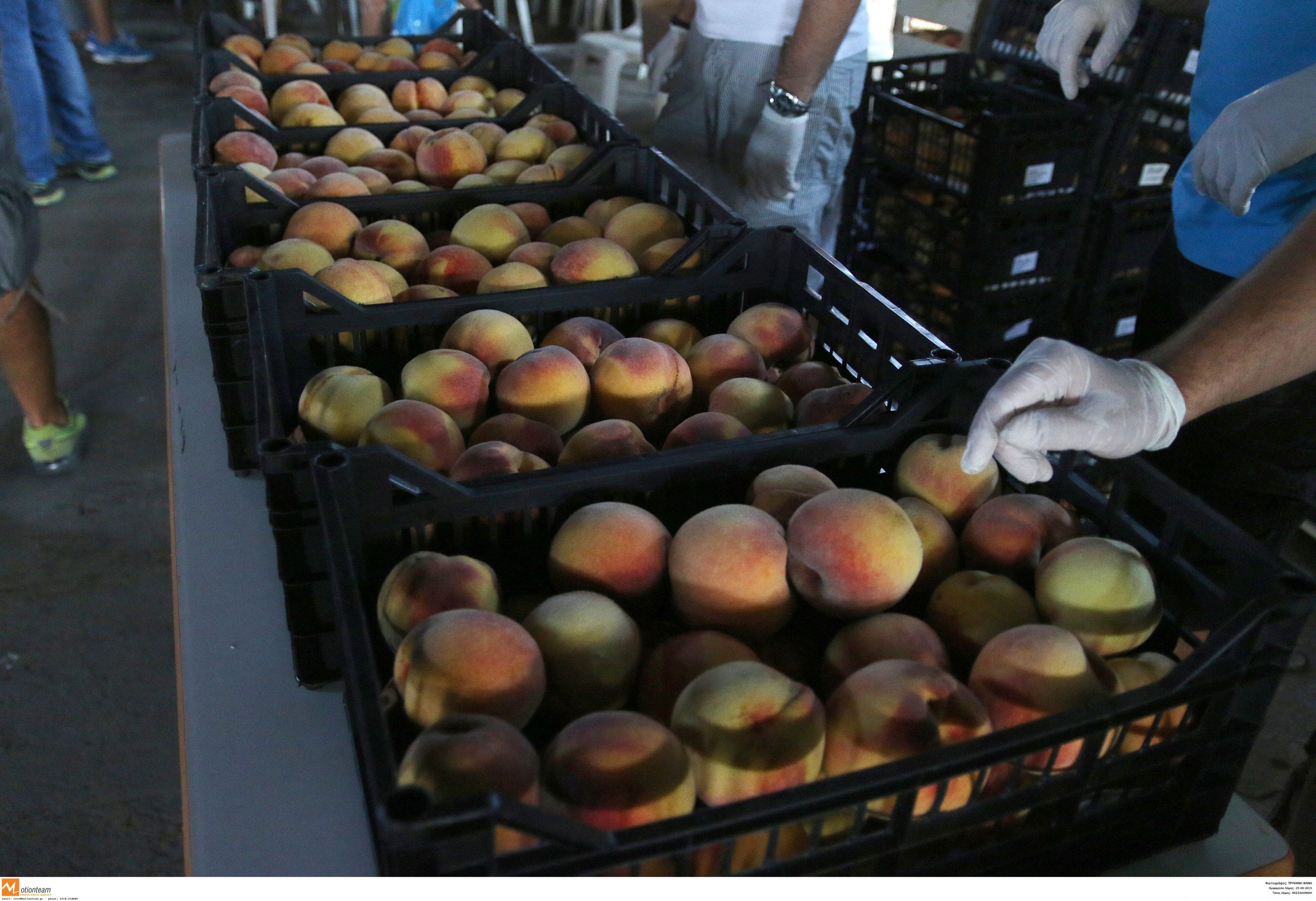 Hungarian frost boost Greek peaches