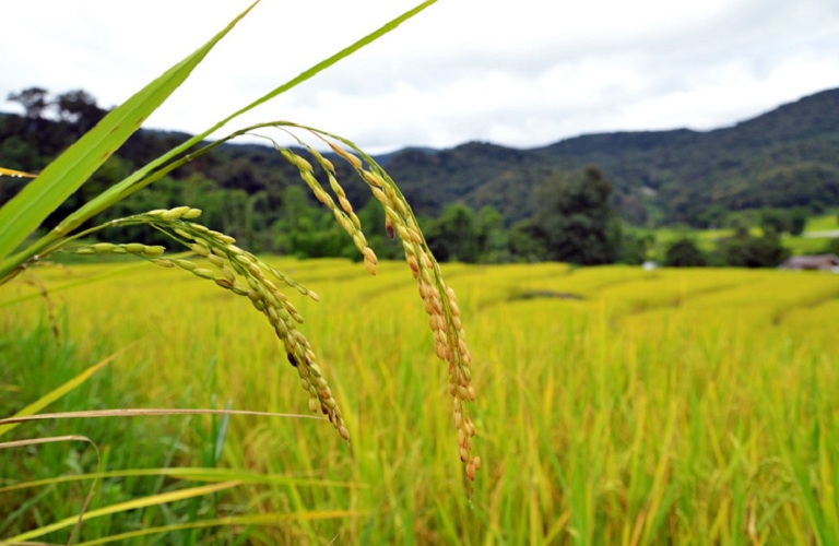 Τα ποσά για τις συνδεδεμένες σε σπόρους σποράς και ρύζι