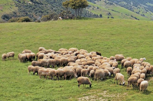 Εκσυγχρονισμός των κτηνοτροφικών εγκαταστάσεων