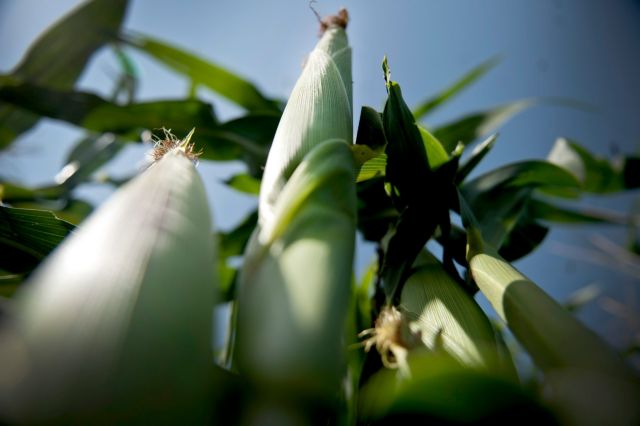 Πειραιώς: Πώς θα κινηθούν τα commodities σε 8 αγροτικά προϊόντα