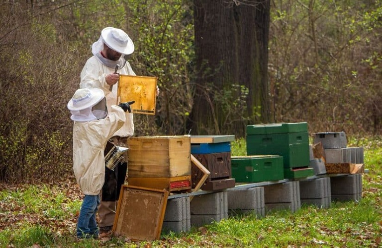 Πώς θα εφαρμοστεί το Μελισσοκομικό Μητρώο