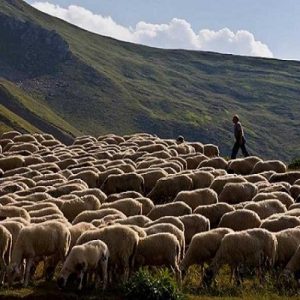 Θεσσαλία: Να επιτραπούν οι μετακινήσεις κτηνοτρόφων προς θερινούς βοσκοτόπους