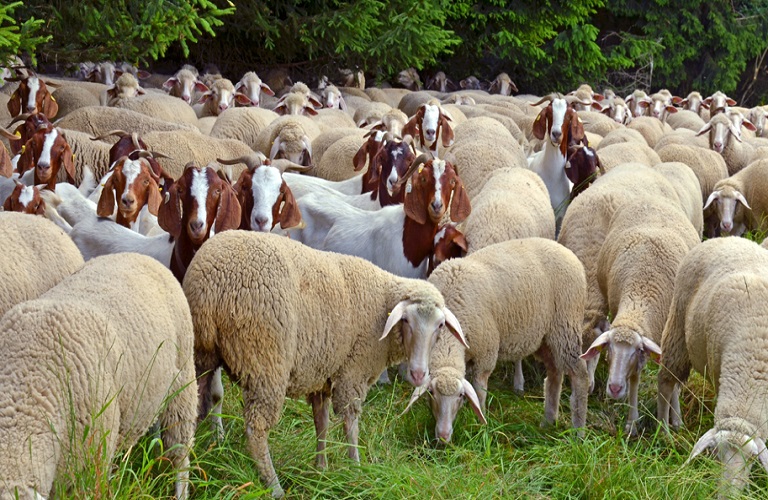 ΕΘΕΑΣ: Παρέμβαση για τους «κομμένους» από τις πληρωμές κτηνοτρόφους