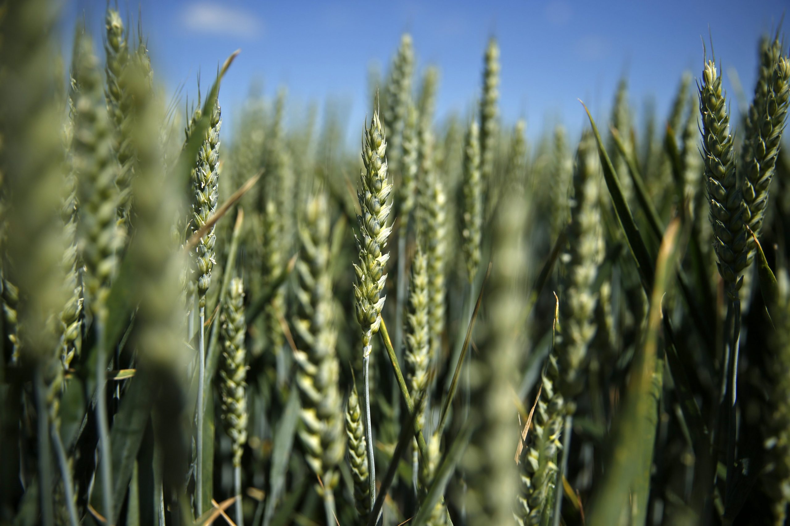USDA: Εκτιμήσεις για ισορροπημένη αγορά σιτηρών τη σεζόν 2021-2022