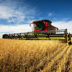 ΗΠΑ: Αυξηση στις τιμές των σιτηρών προκαλεί η άνοδος του πετρελαίου