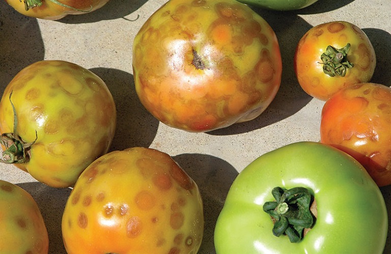 Σημαντική ανακάλυψη για τον ιό της καστανής ρυτίδωσης της ντομάτας