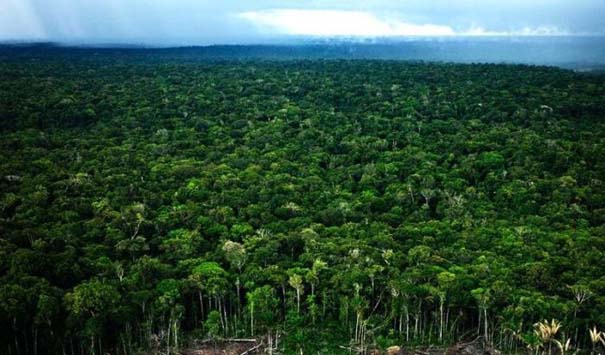 Περιβάλλον: Η παγκόσμια δασική έκταση ανά κεφαλή έχει μειωθεί πάνω από 60% κατά τα τελευταία 60 χρόνια