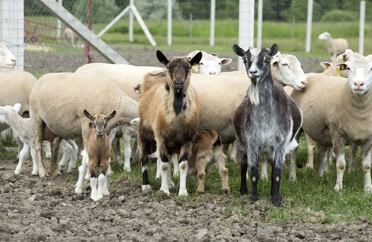 Απάντηση ΟΠΕΚΕΠΕ για τους «κομμένους» κτηνοτρόφους από τη συνδεδεμένη ενίσχυση