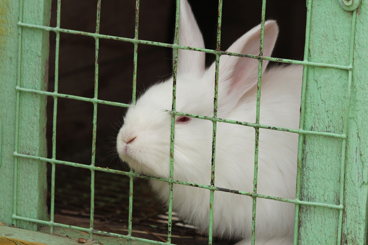 E.E.: Προς κατάργηση η εκτροφή ζώων σε κλουβιά