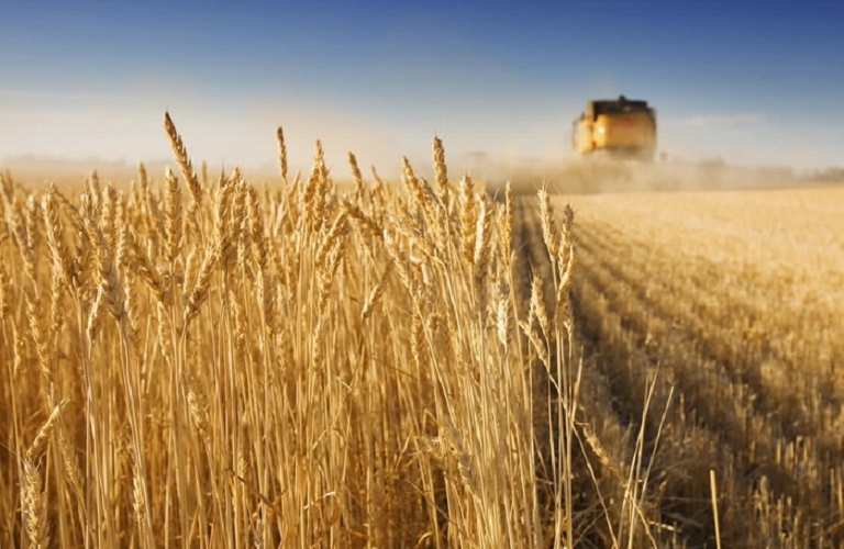 Ρωσία: Προς σοδειά – ρεκόρ και αύξηση των εξαγωγών σιτηρών