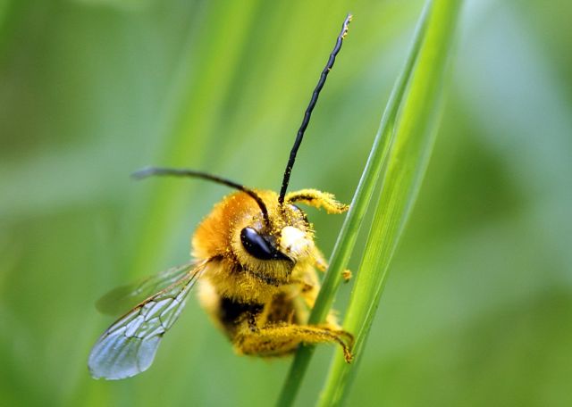 Ευρωβουλή: Το ψηφιακό πιστοποιητικό και οι… μέλισσες