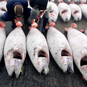 Ιαπωνία: Η αφθονία τόνου στον Ειρηνικό, δίκοπο μαχαίρι για τους Ιάπωνες ψαράδες