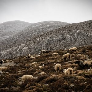 ΕΛΓΟ Δήμητρα: Ξεκινά επιδοτούμενο πρόγραμμα κατάρτισης για τη διαχείριση ζωονόσων