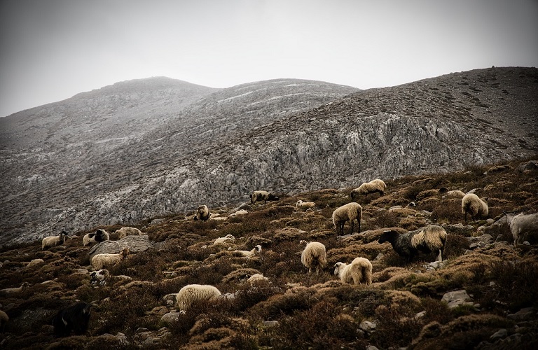 ΕΛΓΟ Δήμητρα: Ξεκινά επιδοτούμενο πρόγραμμα κατάρτισης για τη διαχείριση ζωονόσων