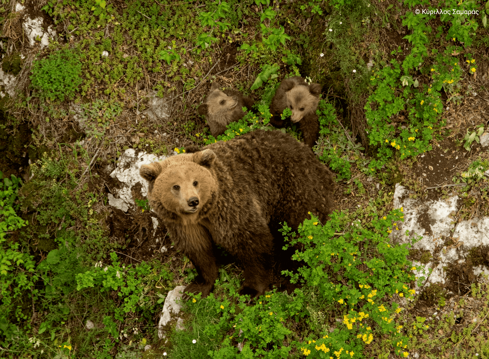 Η ομορφιά των ελληνικών περιοχών Natura 2000 σε 40 εντυπωσιακές φωτογραφίες