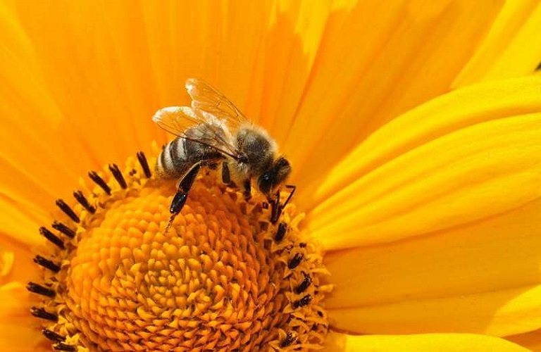 Που οφείλεται η μείωση των μελισσών και των άλλων επικονιαστών;