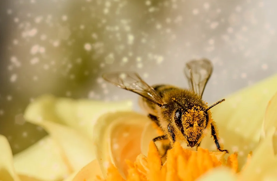 ΕΕ: Η προστασία των μελισσών και άλλων επικονιαστών είναι ζωτικής σημασίας για το περιβάλλον