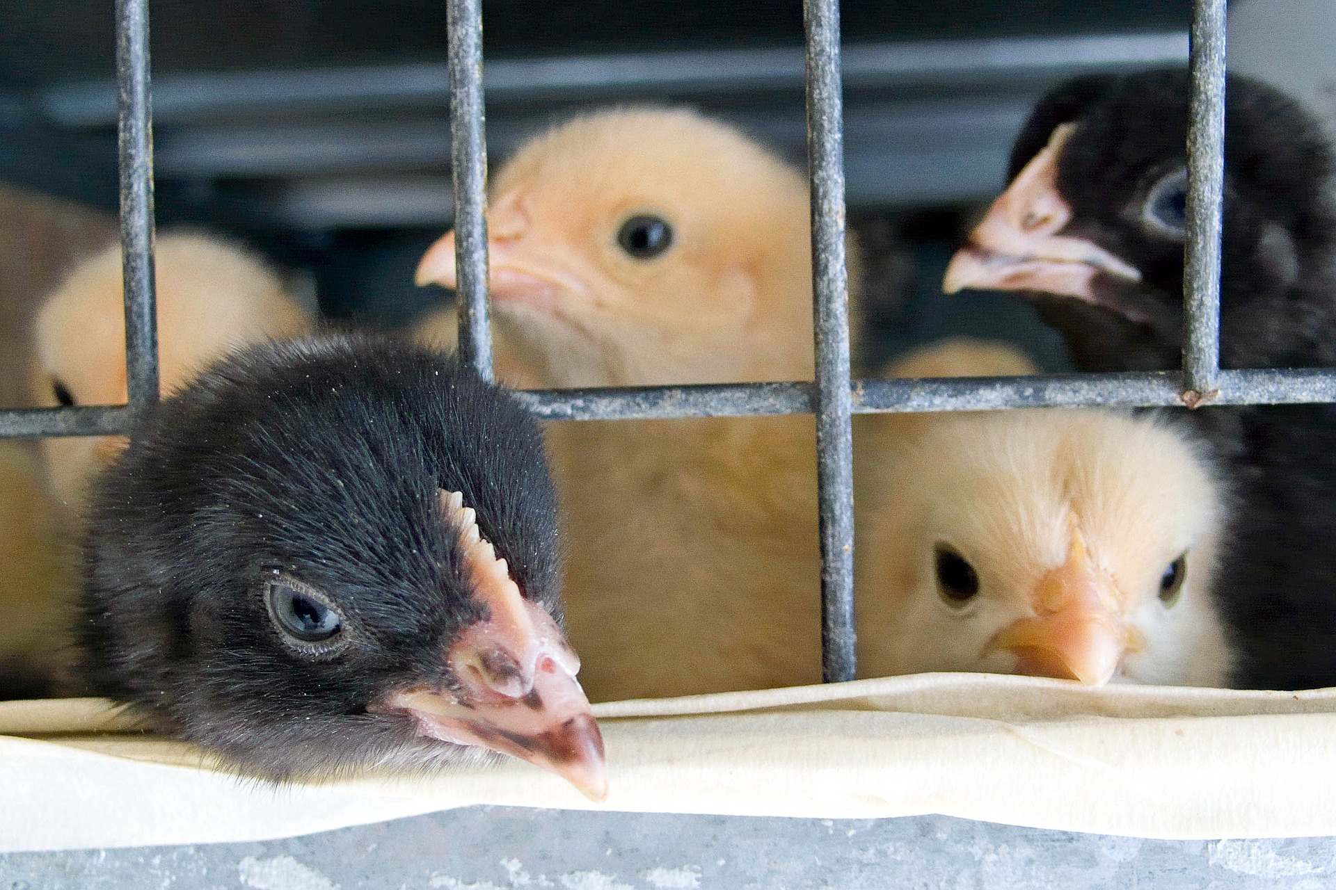 ΕΕ για εκτρεφόμενα ζώα: «Από το αγρόκτημα στο πιάτο» αλλά χωρίς… κλουβιά