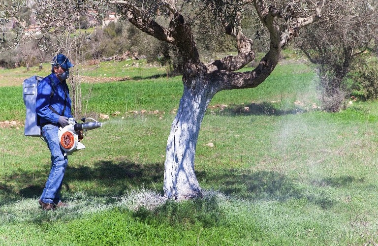 Ελιά: Οδηγός ορθής εφαρμογής ψεκασμών καλύψεως