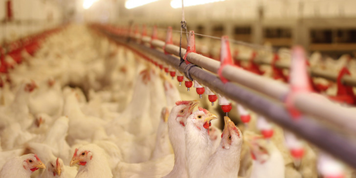 ΕΔΟΠ: Ικανοποίηση για την τροπολογία αδειοδότησης των πτηνοτροφικών μονάδων