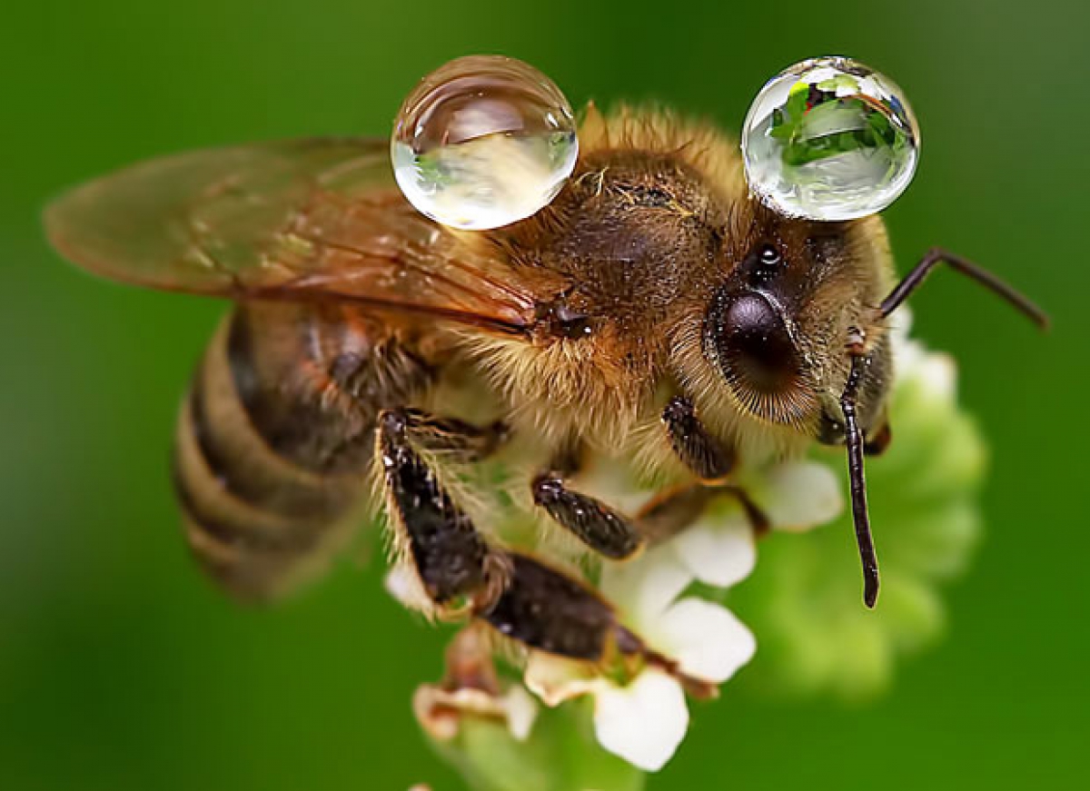 Όταν τρώτε να σκέφτεστε τις μέλισσες (!)