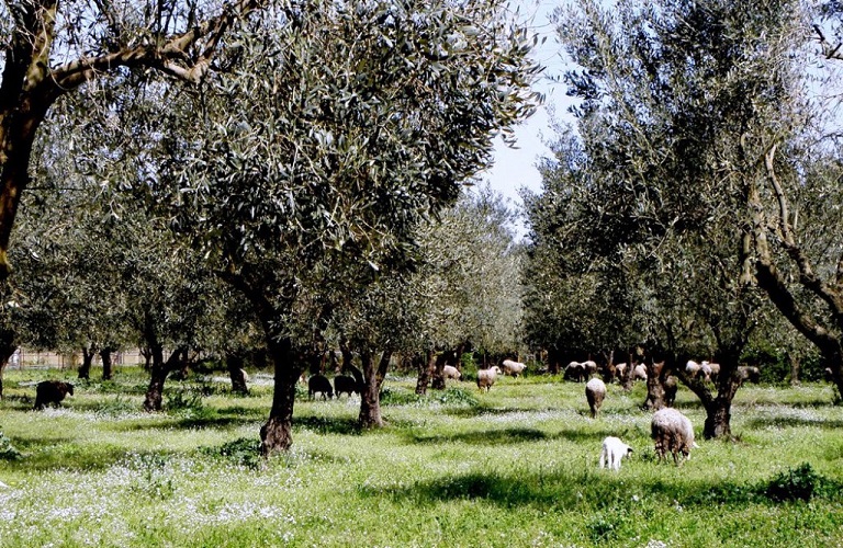 Εθνικό Ερευνητικό Δίκτυο «Οι Δρόμοι της ελιάς» με τη συμμετοχή 13 φορέων