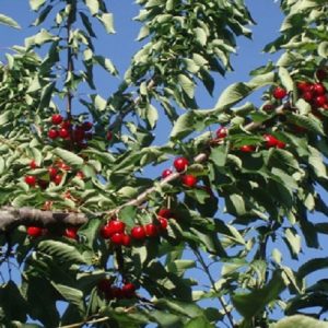 Λάρισα: Εκτός αποζημιώσεων για τον παγετό του 2025 οι κερασοπαραγωγοί