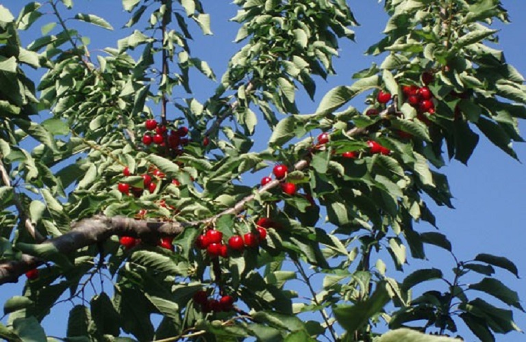 Λάρισα: Εκτός αποζημιώσεων για τον παγετό του 2025 οι κερασοπαραγωγοί