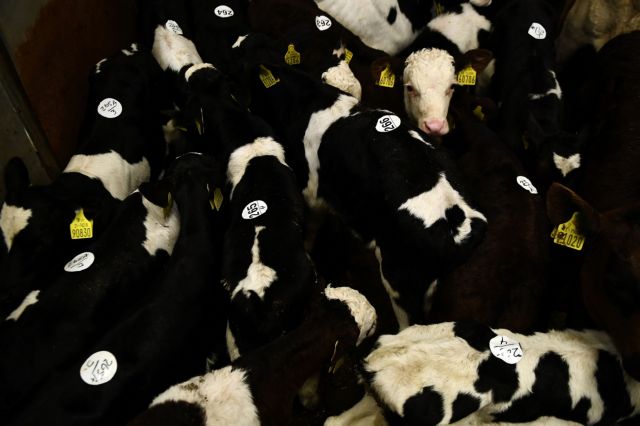 ΗΠΑ: Νέα κυβερνοεπίθεση παραλύει την αγορά κρέατος
