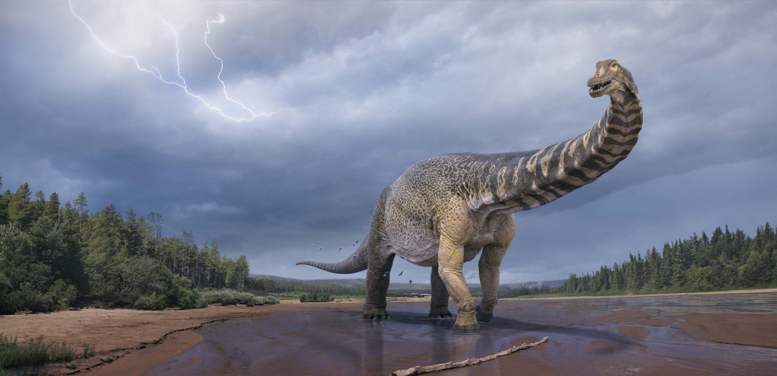 Αυτός ήταν ο δεινόσαυρος «Αυστραλοτιτάν» – Eίχε μήκος όσο ένα γήπεδο μπάσκετ και ύψος 2 ορόφων