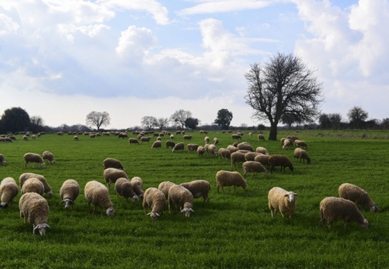 OΠΕΚΕΠΕ: Έως 7 Ioυνίου οι πράξεις διόρθωσης για τους «κομμένους» κτηνοτρόφους