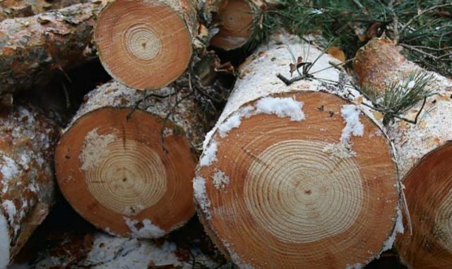 Το δίλημμα της ΕΕ για τη βιομάζα: Θα μπορέσει ποτέ να γίνει πράσινο το κάψιμο των δέντρων;