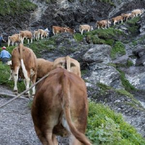 Αφθώδης πυρετός: Σχέδιο έκτακτης ανάγκης για το κρούσμα στη Λέσβο – Τι αποφασίστηκε σε σύσκεψη στο ΥπΑΑΤ