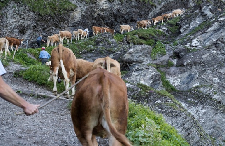 Αφθώδης πυρετός: Σχέδιο έκτακτης ανάγκης για το κρούσμα στη Λέσβο – Τι αποφασίστηκε σε σύσκεψη στο ΥπΑΑΤ