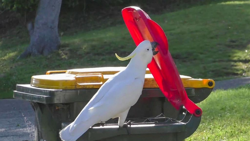 Αυστραλία: Παπαγάλοι μαθαίνουν να λεηλατούν κάδους απορριμμάτων
