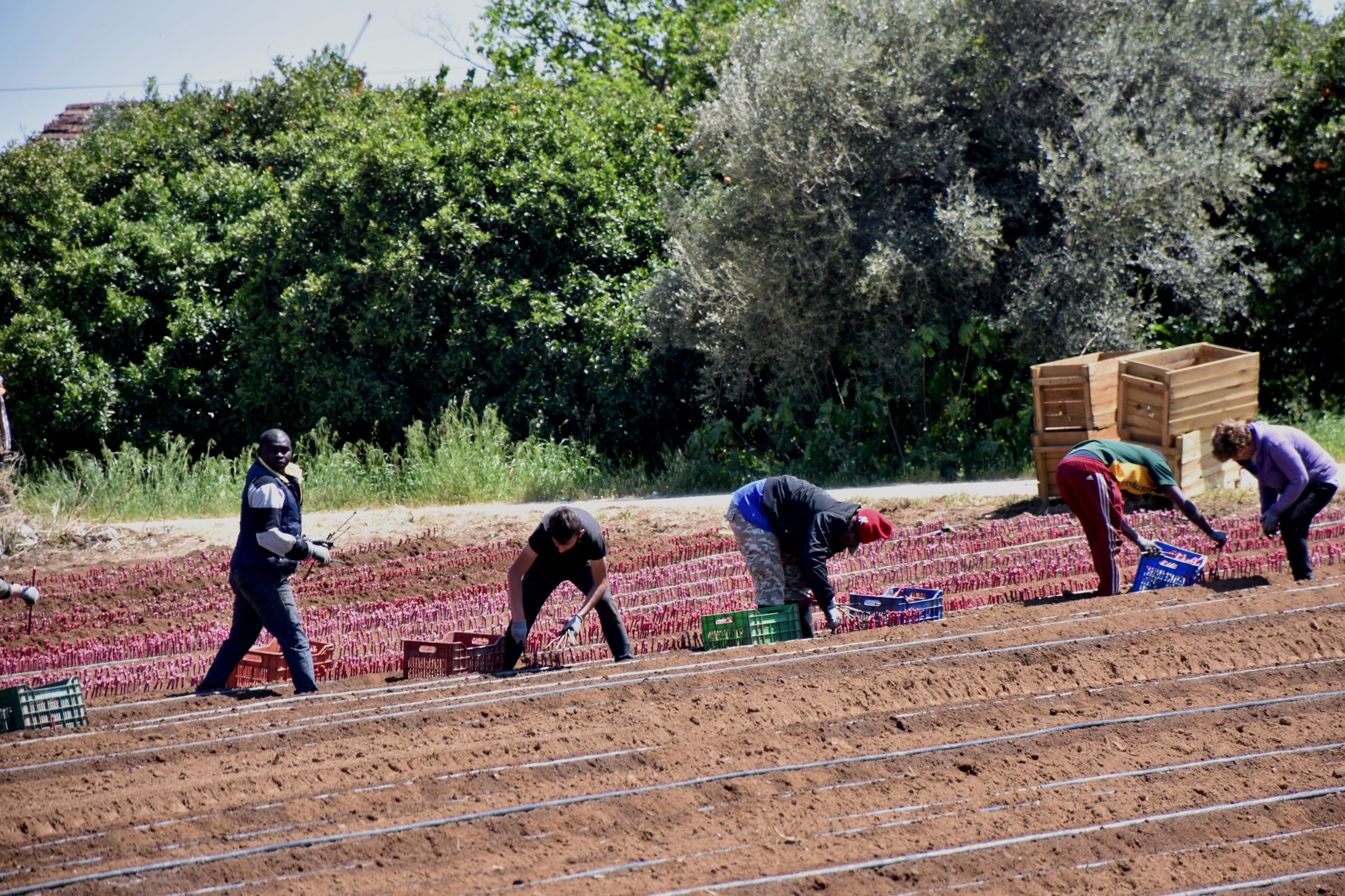 ΕΦΚΑ: Εκκαθάριση εισφορών εργατών γης που αμείβονται με εργόσημο για τα έτη 2017-2019