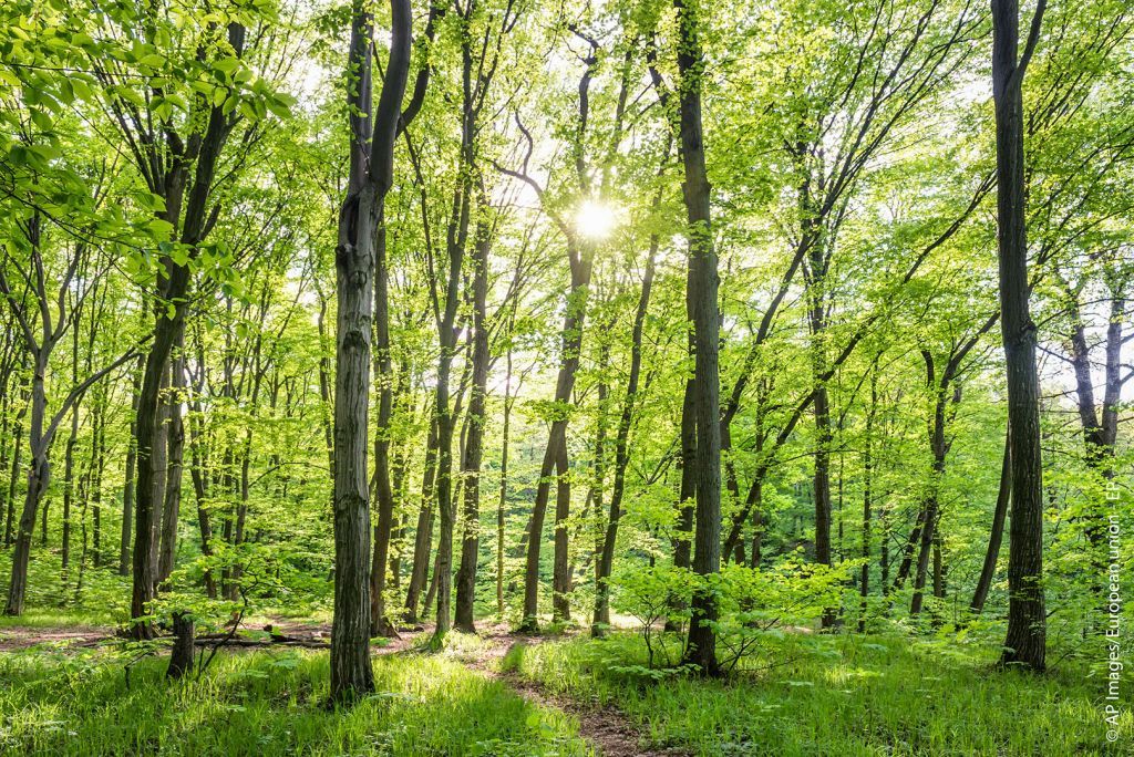Ευρωπαϊκή Επιτροπή: Ενέκρινε τη Νέα Ευρωπαϊκή Στρατηγική για τα Δάση