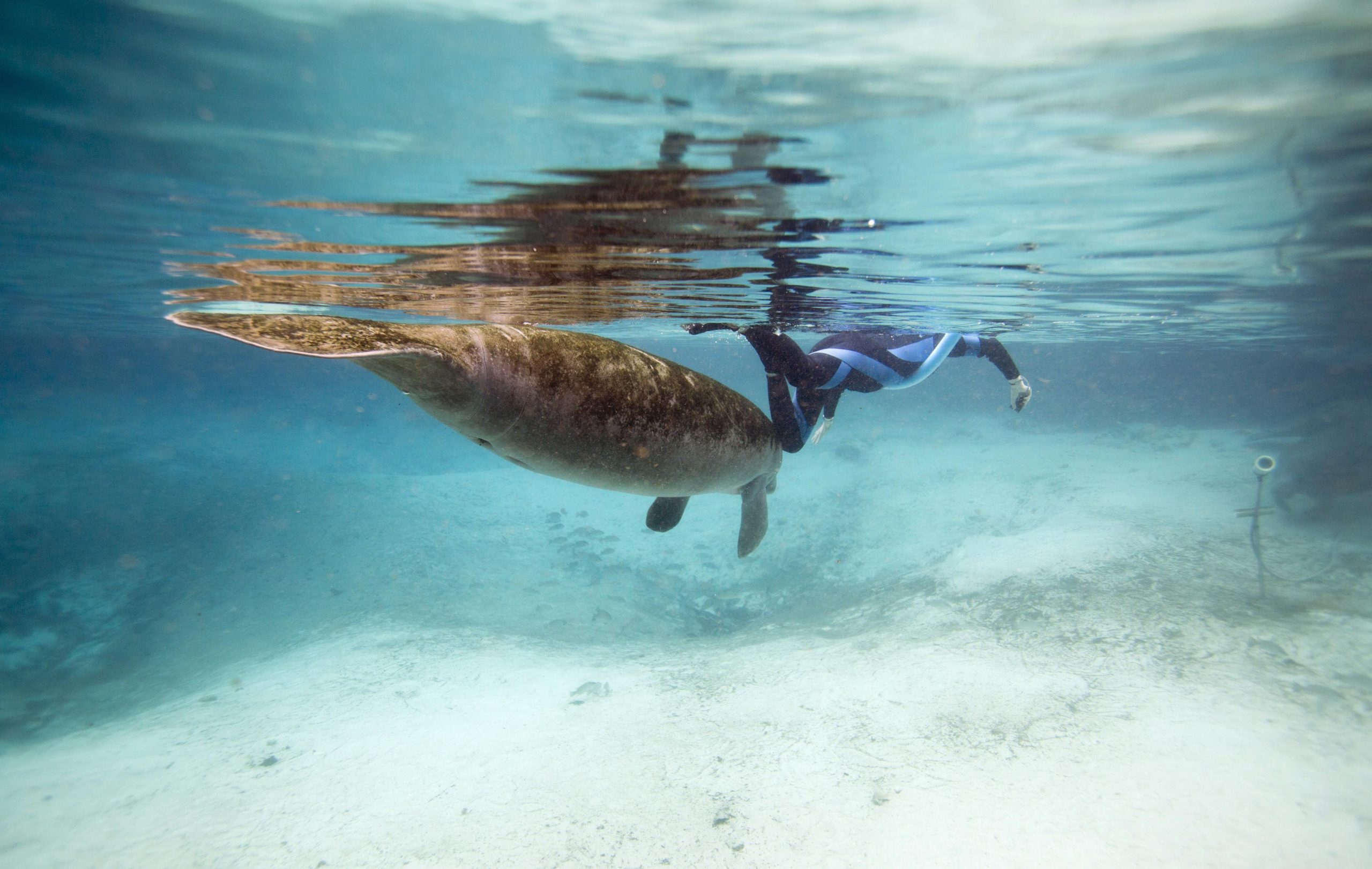 Φλόριντα: Η μείωση θαλάσσιας βλάστησης σκοτώνει τις θαλάσσιες αγελάδες