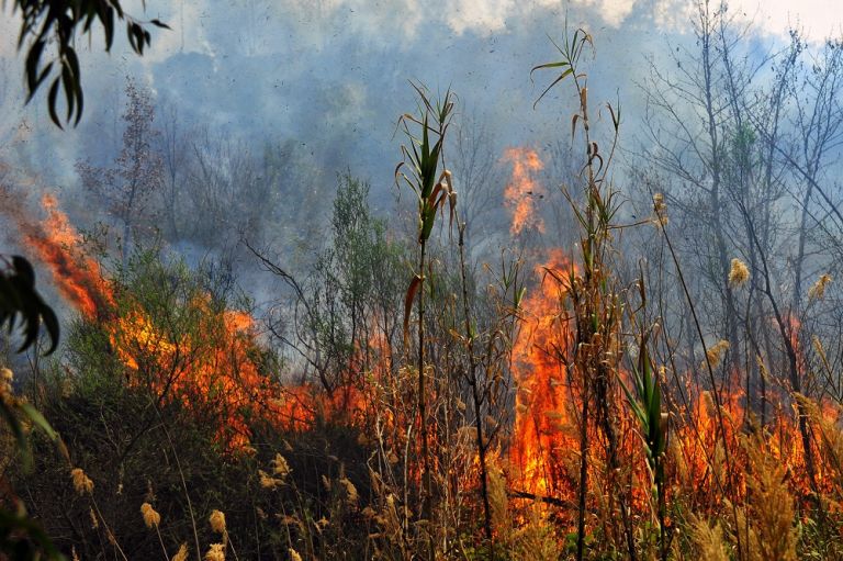 ΥΠΕΝ για ρητινεργάτες – Καταβολή 1,99 εκατ. ευρώ σε 877 δικαιούχους