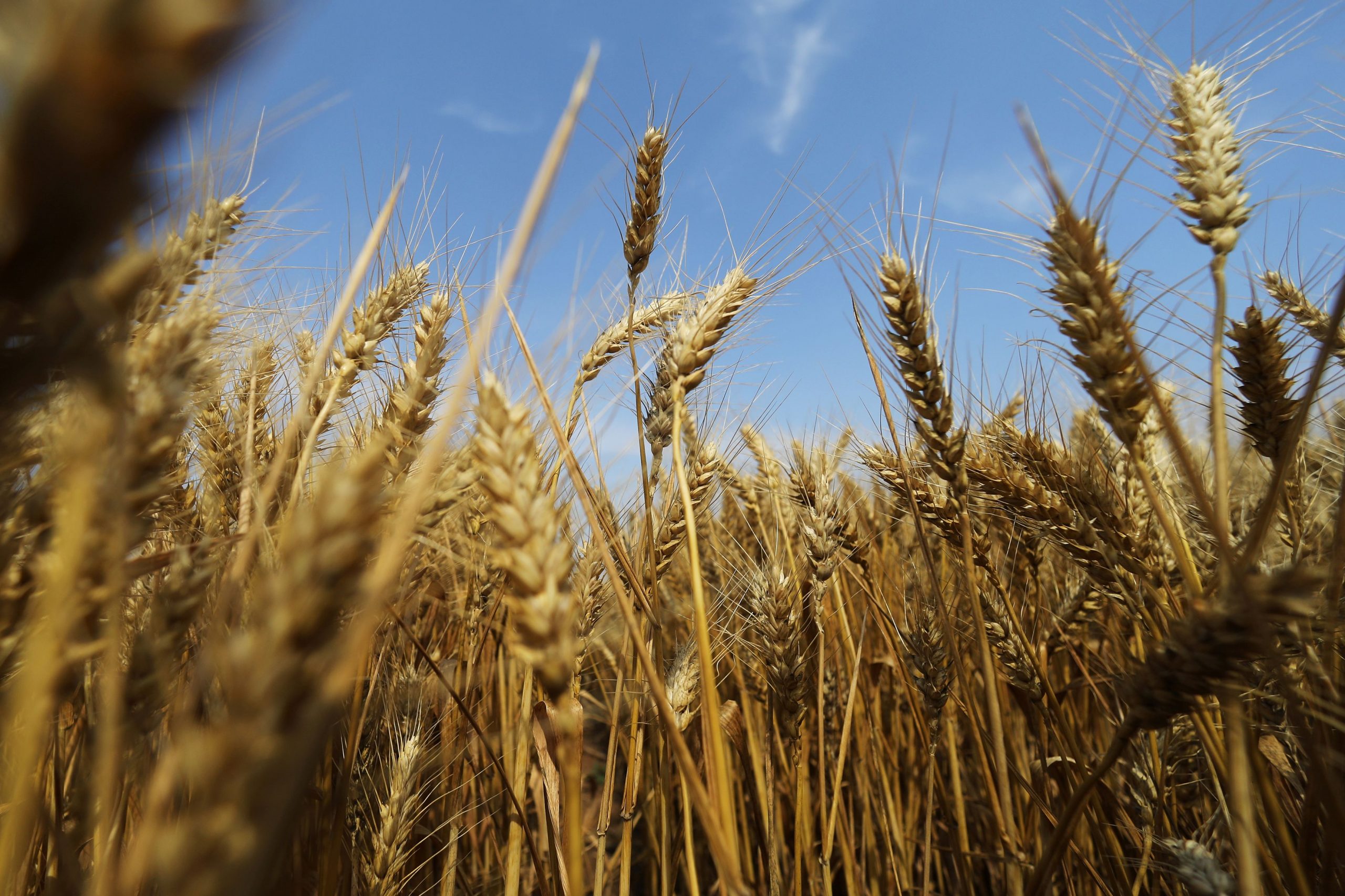 FAO: Πρώτη μείωση του δείκτη τιμών τροφίμων μετά από 12 μήνες