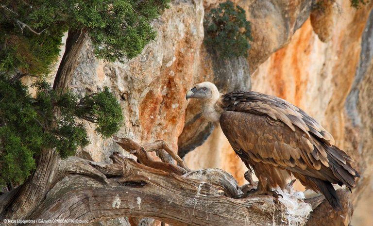 Μια αλυσίδα θανάτου…