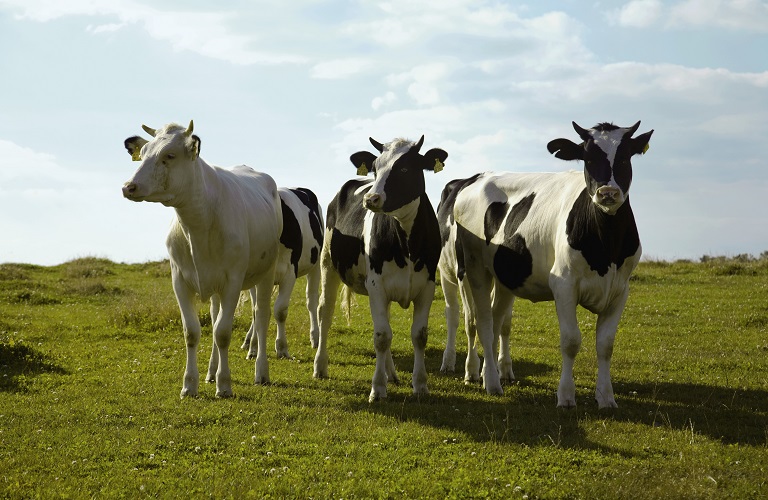 Βοοειδή – Μέτρα προστασίας από την οζώδη δερματίτιδα